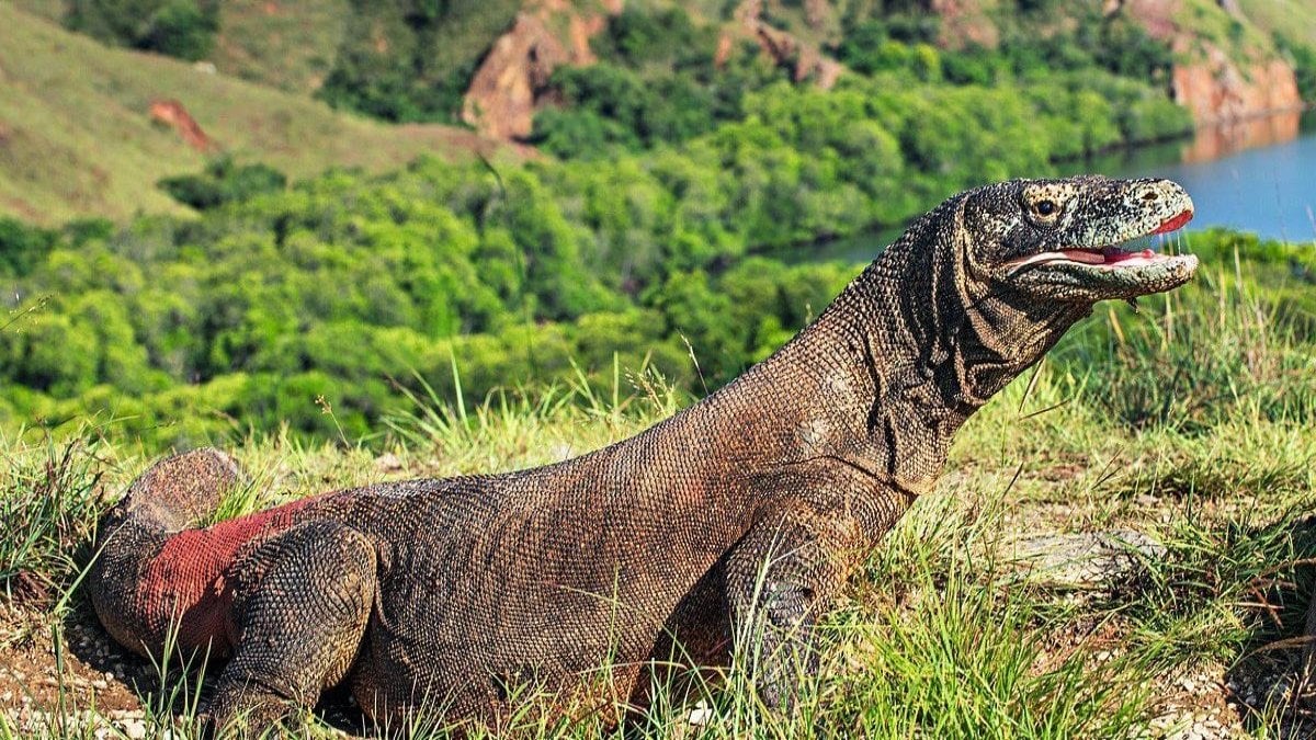 Komodo ejderlerinin dişlerinin uç kısımlarının demirden tabakayla kaplı olduğu tespit edildi